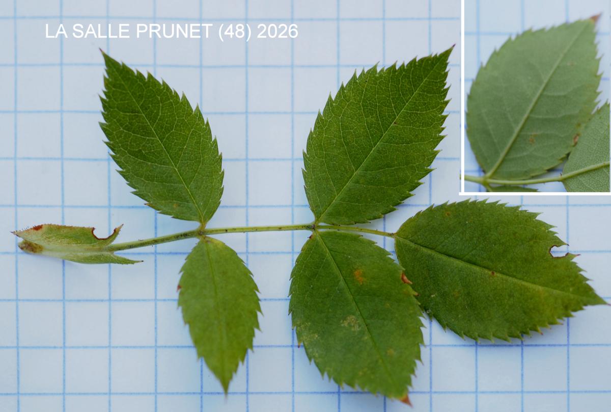 Rose, Dog leaf